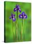Iris Flowers-Adam Jones-Stretched Canvas