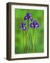 Iris Flowers-Adam Jones-Framed Photographic Print