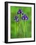 Iris Flowers-Adam Jones-Framed Photographic Print