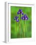 Iris Flowers-Adam Jones-Framed Photographic Print