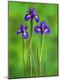 Iris Flowers-Adam Jones-Mounted Photographic Print