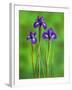 Iris Flowers-Adam Jones-Framed Photographic Print