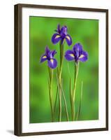 Iris Flowers-Adam Jones-Framed Photographic Print