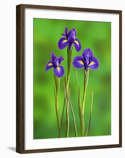 Iris Flowers-Adam Jones-Framed Photographic Print