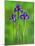 Iris Flowers-Adam Jones-Mounted Photographic Print