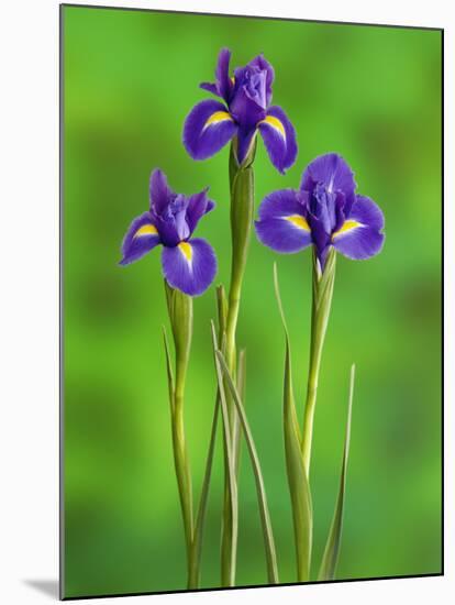 Iris Flowers-Adam Jones-Mounted Photographic Print