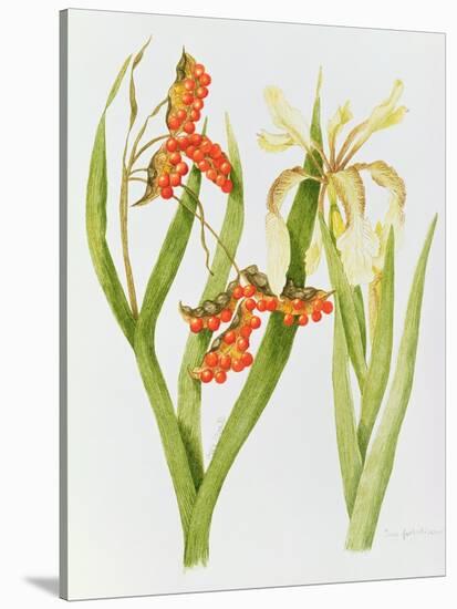 Iris Foetidissima-Peggy Wyatt-Stretched Canvas