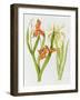 Iris Foetidissima-Peggy Wyatt-Framed Giclee Print