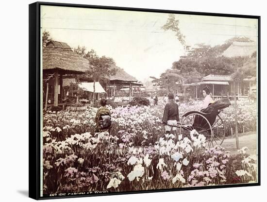 Iris Garden in Tokyo, C.1867-80-Felice Beato-Framed Stretched Canvas