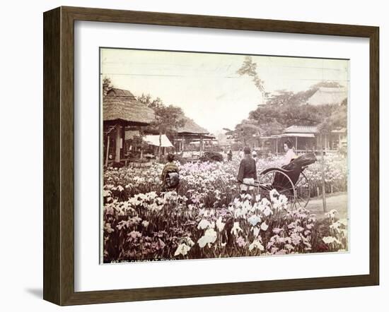 Iris Garden in Tokyo, C.1867-80-Felice Beato-Framed Photographic Print