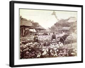 Iris Garden in Tokyo, C.1867-80-Felice Beato-Framed Photographic Print