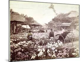 Iris Garden in Tokyo, C.1867-80-Felice Beato-Mounted Photographic Print