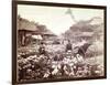 Iris Garden in Tokyo, C.1867-80-Felice Beato-Framed Photographic Print