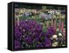 Iris Garden, Salem, Oregon, USA-Adam Jones-Framed Stretched Canvas