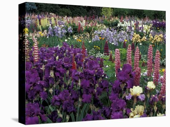 Iris Garden, Salem, Oregon, USA-Adam Jones-Stretched Canvas