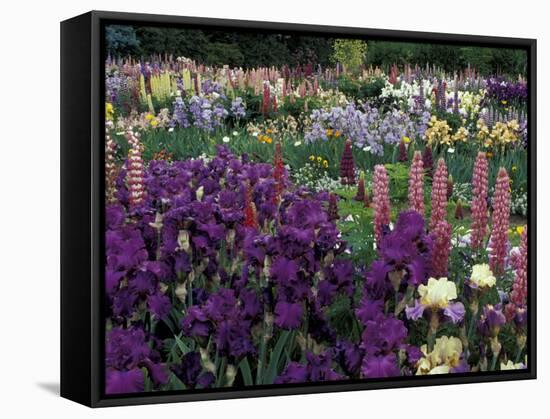 Iris Garden, Salem, Oregon, USA-Adam Jones-Framed Stretched Canvas