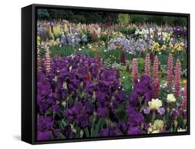 Iris Garden, Salem, Oregon, USA-Adam Jones-Framed Stretched Canvas