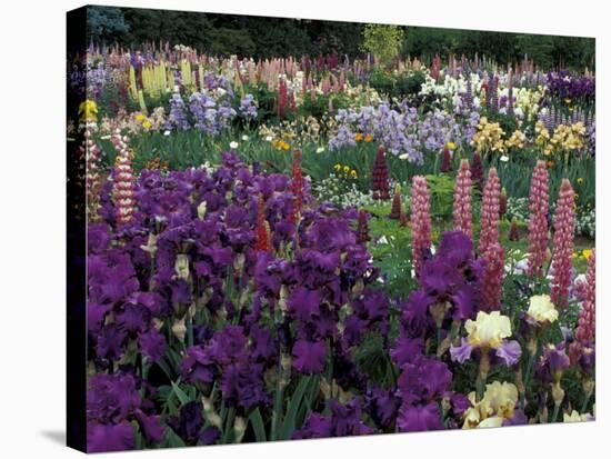 Iris Garden, Salem, Oregon, USA-Adam Jones-Stretched Canvas