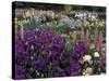 Iris Garden, Salem, Oregon, USA-Adam Jones-Stretched Canvas