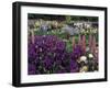 Iris Garden, Salem, Oregon, USA-Adam Jones-Framed Photographic Print