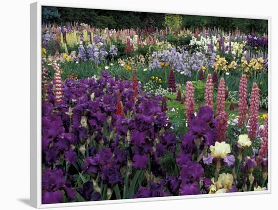 Iris Garden, Salem, Oregon, USA-Adam Jones-Framed Photographic Print