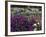 Iris Garden, Salem, Oregon, USA-Adam Jones-Framed Photographic Print