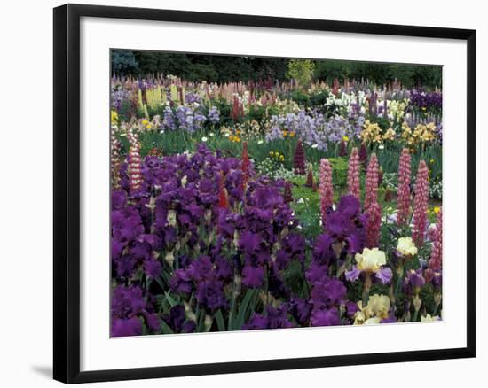 Iris Garden, Salem, Oregon, USA-Adam Jones-Framed Photographic Print