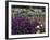 Iris Garden, Salem, Oregon, USA-Adam Jones-Framed Photographic Print