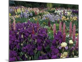 Iris Garden, Salem, Oregon, USA-Adam Jones-Mounted Photographic Print