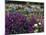 Iris Garden, Salem, Oregon, USA-Adam Jones-Mounted Photographic Print
