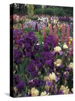 Iris Garden, Salem, Oregon, USA-Adam Jones-Stretched Canvas