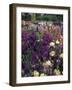 Iris Garden, Salem, Oregon, USA-Adam Jones-Framed Photographic Print