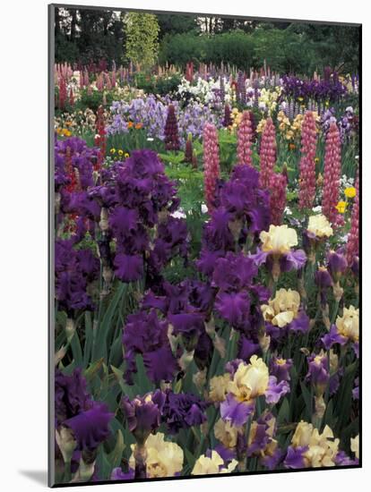 Iris Garden, Salem, Oregon, USA-Adam Jones-Mounted Photographic Print