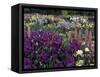 Iris Garden, Salem, Oregon, USA-Adam Jones-Framed Stretched Canvas