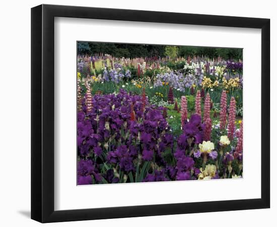 Iris Garden, Salem, Oregon, USA-Adam Jones-Framed Photographic Print