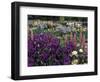 Iris Garden, Salem, Oregon, USA-Adam Jones-Framed Photographic Print