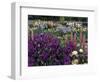 Iris Garden, Salem, Oregon, USA-Adam Jones-Framed Photographic Print