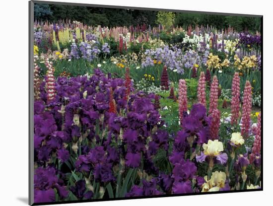 Iris Garden, Salem, Oregon, USA-Adam Jones-Mounted Photographic Print