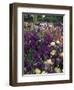 Iris Garden, Salem, Oregon, USA-Adam Jones-Framed Premium Photographic Print