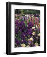 Iris Garden, Salem, Oregon, USA-Adam Jones-Framed Premium Photographic Print