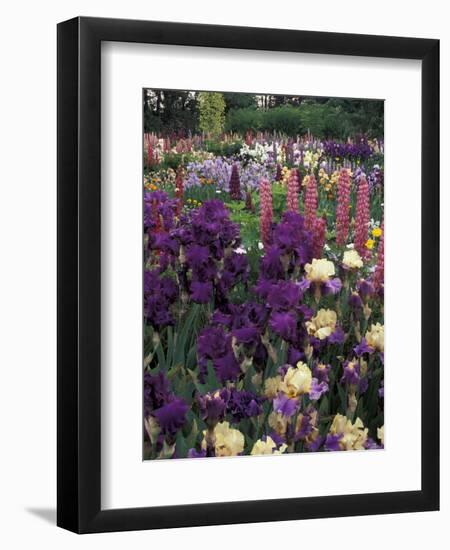 Iris Garden, Salem, Oregon, USA-Adam Jones-Framed Premium Photographic Print