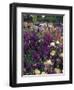 Iris Garden, Salem, Oregon, USA-Adam Jones-Framed Premium Photographic Print