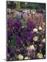 Iris Garden, Salem, Oregon, USA-Adam Jones-Mounted Premium Photographic Print