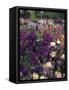 Iris Garden, Salem, Oregon, USA-Adam Jones-Framed Stretched Canvas