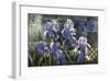 Iris Garden-Fangyu Meng-Framed Giclee Print