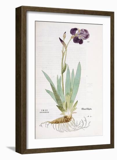 Iris Germanica, 1542-Leonhard Fuchs-Framed Giclee Print