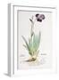 Iris Germanica, 1542-Leonhard Fuchs-Framed Giclee Print