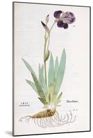 Iris Germanica, 1542-Leonhard Fuchs-Mounted Giclee Print