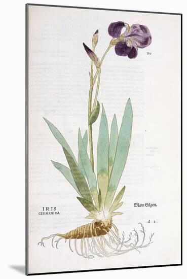 Iris Germanica, 1542-Leonhard Fuchs-Mounted Giclee Print