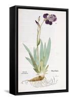 Iris Germanica, 1542-Leonhard Fuchs-Framed Stretched Canvas